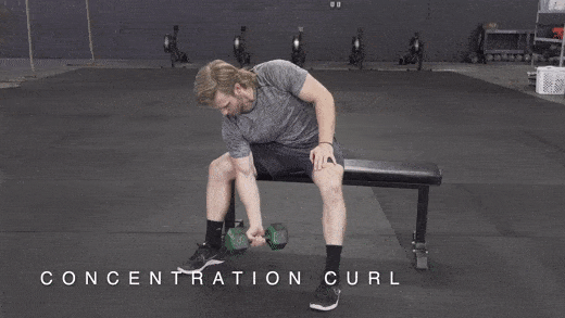 Concentration Curl Targets the Biceps - Exercising Specific Muscle Groups